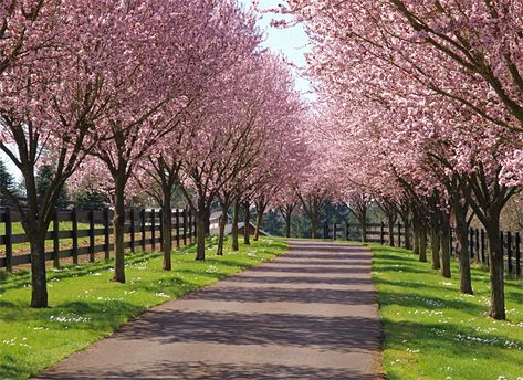 Entrance idea. Maple Tree Driveway, Cherry Blossom Driveway, Cherry Tree Lined Driveway, Long Driveway Ideas Country Roads, Country House Driveway Entrance, Maple Tree Lined Driveway, Tree Driveway, Driveway Trees, Dream Driveway