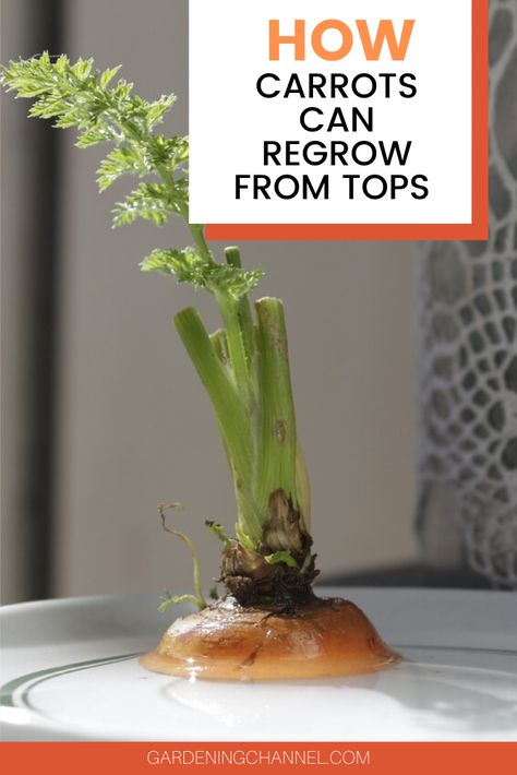 Learn how to regrow carrot plants from kitchen scraps. Follow these gardening tips to grow a carrot plant from a carrot top. This is a great hobby for children, since carrot tops produce visible results in just a few short days. #gardeningchannel #gardening #growingcarrots #vegetablegardening Indoor Carrot Growing, How To Plant Carrots From Scraps, Carrots Growing Tips, Carrots Garden How To Grow, Carrot Tops Growing, How To Regrow Carrots, Propagating Carrots, Growing Carrots From Carrot Tops, Regrow Carrots From Scraps