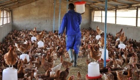 Common Mistakes Poultry Startups Make – Divine Farmer Chicken Business, Poultry Farm Design, Poultry Business, Raising Chicken, Poultry Farming, Egg Laying Chickens, Poultry House, Poultry Cage, Farming Business