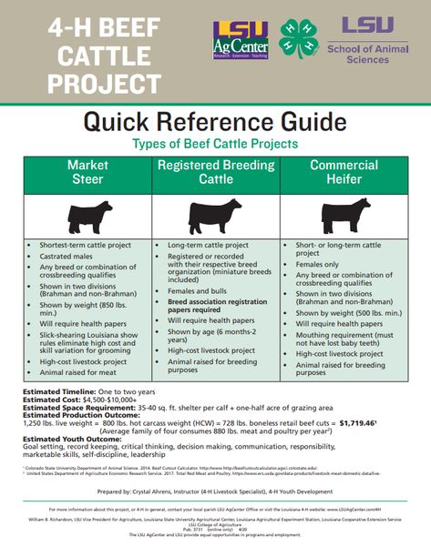 The beef cattle project allows youth to explore the areas of animal husbandry, livestock selection and evaluation, health management, and meat science. Showing Lambs, Agriculture Education Lessons, Farm Livestock, Livestock Judging, Show Cows, 4 H Club, Cattle Barn, Raising Farm Animals, Cattle Feed