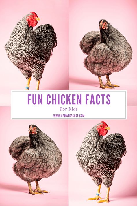 Best Chickens For Kids, Chicken Games For Kids, Chicken Activities For Kids, Facts About Chickens, Fun Science Facts, Barnyard Chickens, Homestead Tips, Egg Facts, Chicken Birthday