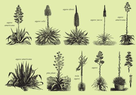 Set of old style drawing agaves for your botany projects, beverages and tequila publications or maguey topics in your designs. Tropical Painting, Plant Tattoo, Agave Plant, Botanical Illustration Vintage, Planting Roses, Sonoran Desert, Plant Drawing, Agaves, Time Tattoos