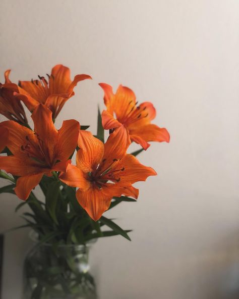 🧡 . . . #orange #orangelilies #orangeflowers #flowerphotography Orange Flowers In Vase, Orange Lily Bouquet, Orange Flower Aesthetic, Orange Freesia, Orange Flower Bouquet, Tiger Lilies, Flower Orange, Lily Bouquet, House Aesthetic