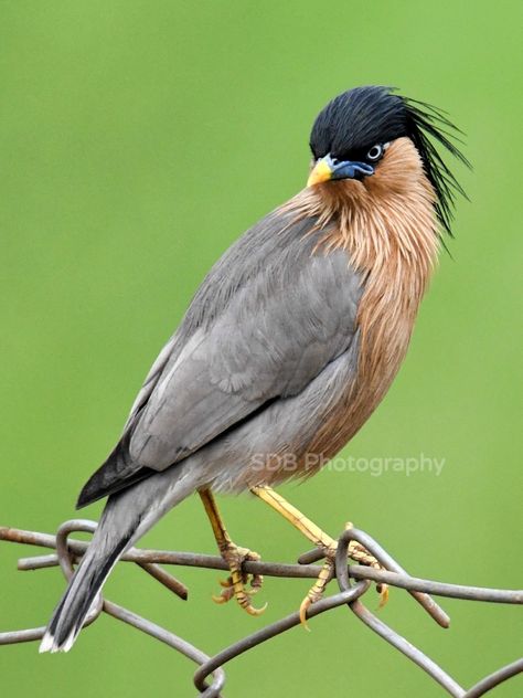 Brahminy Starling Bhilai Chhattisgarh India Starling, Wild Life, Places To Visit, Birds, India, Animals, Quick Saves