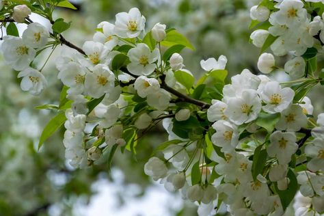 The Spring Snow Crabapple Tree - Minneopa Orchards Spring Snow Crabapple Tree, Tent Caterpillars, Flowering Crabapple, Snow Crab, Rotten Fruit, Spring Snow, Crabapple Tree, Street Trees, Snow Crystal