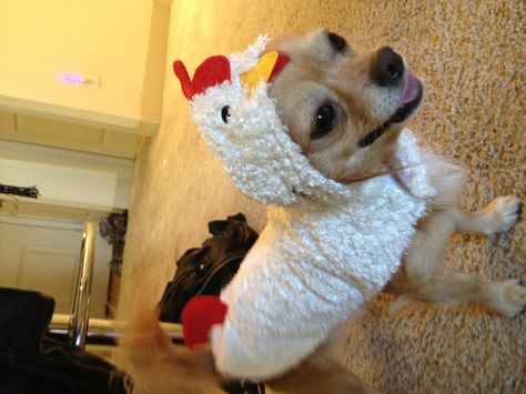 Chihuahua chicken costume Dog Chicken Costume, Crochet Dogs, Chicken Costume, Pet Chicken, Chicken Costumes, Animal Ideas, Dog Suit, Pet Chickens, Puppy Clothes