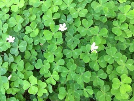 Nature, Newt Aesthetic, Collage Backgrounds, Dumping Ground, Eternal Summer, Resting Place, Lucky Clover, Lucky Girl, Aesthetic Images