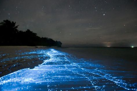 Sea of Stars – Vaadhoo, Maldives - Atlas Obscura Costa Rica Bioluminescent, Travelling Tips, Sea Of Stars, Plane Ticket, Caribbean Blue, Destination Voyage, Sendai, Natural Phenomena, Beautiful View