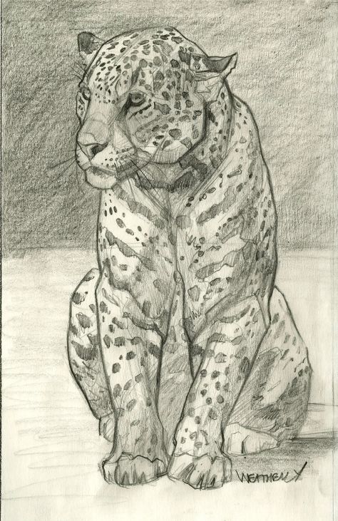 "Shown here is the preliminary sketch for the painting \"Focused Feline\". The seated jaguar appears to be in deep thought as it looks out into the distance. The simplified background pops the jaguars mass, pattern and stalky proportions. Graphite on Ingram bond paper. Don't miss this chance for a Weatherly original at a great price!" Cute Jaguar Drawing, How To Draw A Jaguar, Jaguar Animal Drawing, Jaguar Drawing Sketches, Jaguar Sketch, Jaguar Drawing, Leopard Sketch, Jaguar Art, Leopard Drawing