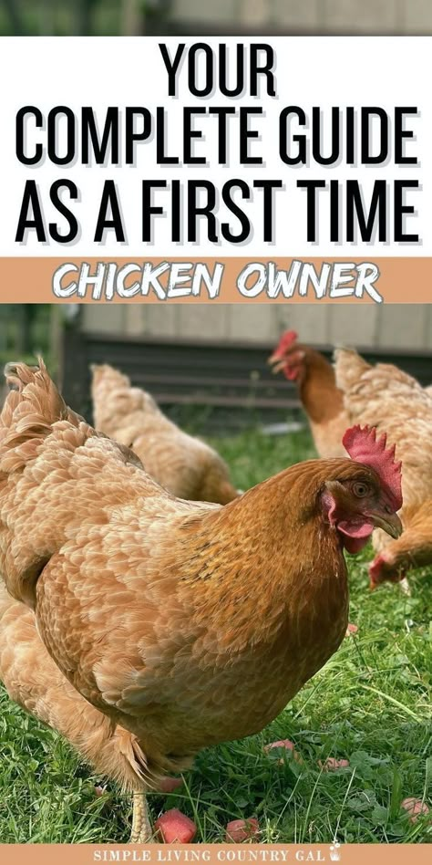 Starting a backyard coop? This guide for first-time chicken owners covers everything you need. Learn what to have before bringing hens home, what to expect in the first days, and essential tips. Raising chickens is rewarding; our list ensures you're prepared for success. 1st Time Chicken Owner, Dual Purpose Chickens, Chicken Care 101, Keeping Chickens Cool, Chicks For Beginners, Raising Baby Chicks, Chickens 101, Chicken Boxes, Chickens For Beginners