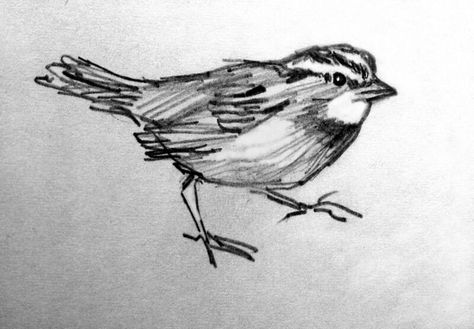 Pencil Sparrow Sparrow Sketch, Sketch Bird, Sparrow Drawing, Pencil Drawing Pictures, Tat Inspiration, Sparrow Art, Drawing Bird, Sketchbook Pencil, Academic Drawing