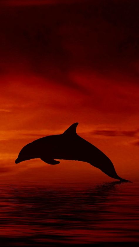 Dolphin wallpaper Wallpaper Dolphin, Dolphin Wallpaper, Amazing Hd Wallpapers, Hd Wallpapers For Laptop, Galaxy Background, Beautiful Sea Creatures, Red Sunset, Locked Wallpaper, Music Wallpaper