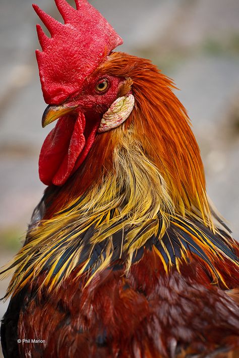 A rooster, also known as a cockerel or cock, is a male galinaceous bird. The term usually refers to a male chicken. Immature male chickens less than one year old are called cockerels. This rooster is from Riverdale Farm, Toronto Regard Animal, Beautiful Chickens, Chickens And Roosters, Chicken Art, Chicken Breeds, Hens And Chicks, Pictures Of The Week, Down On The Farm, Chicken Coops