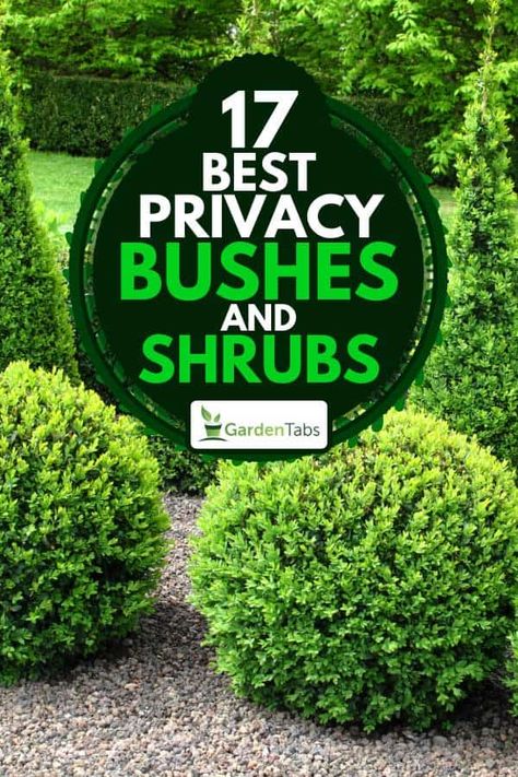 17 Best Privacy Bushes And Shrubs - Garden Tabs Privacy Bushes, Front Garden Designs, Buxus Balls, Fast Growing Privacy Shrubs, Privacy Landscaping Backyard, Front Porch Landscape, Holly Shrub, Shrubs For Landscaping, Fast Growing Shrubs