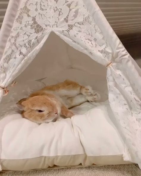 ً on Twitter: "oh to be a bunny in a princess bed… " Bunny Bed, Rabbit Room, Bunny Beds, Cozy Loft, Princess Bed, Tibetan Mastiff, Dream Aesthetic, Animal Room, A Bunny