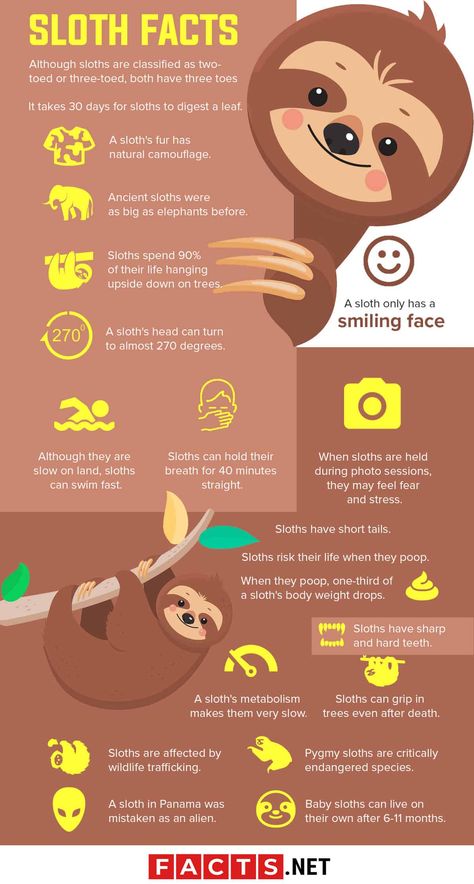 Sloth Facts Infographics Sloth Fun Facts, Sloth Facts, Box Activities, Ground Sloth, Stem Experiments, Three Toed Sloth, Sloth Life, Land Animals, Sloth Art