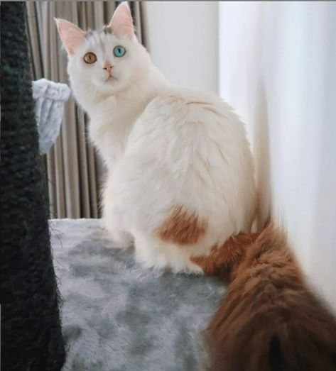 Turkish Van Cats Orange, Turkish Cat, Aesthetic Cat Tattoo, Swimming Cats, Cat Friendly Plants, Turkish Van Cats, Turkish Van, Wcue Morph, Cat Allergies