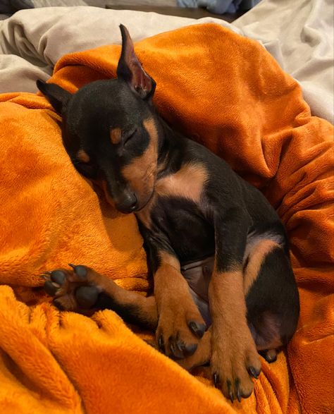 Sleeping Min Pin puppy Dobermans Aesthetic, Aesthetic Doberman, Dogs Doberman, Mini Doberman, Miniature Pinscher Puppy, Doberman Puppies, Aesthetic Dogs, Black Doberman, Dogs Aesthetic