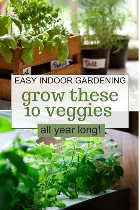 Growing Produce Indoors, How To Grow Lettuce Indoors, Indoor Garden Diy, Indoor Gardening Diy, Growing Lettuce Indoors, Growing Vegetables Indoors, Growing Herbs Indoors, Growing Lettuce, Indoor Vegetable Gardening