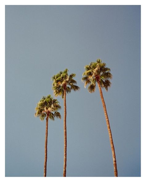 Three palms tress Regional, Vintage La Aesthetic, 90s California Aesthetic, 70s California Aesthetic, Retro California Aesthetic, Vintage California Aesthetic, La Palm Trees, Palm Trees Aesthetic, Palm Tree Aesthetic