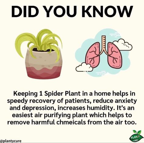 Household Plants, Info Board, Plant Care Houseplant, Spider Plant, Inside Plants, Growing Plants Indoors, Home Health Remedies, Air Purifying Plants, Learn Something New