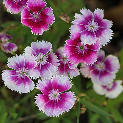 Sweet William, Dianthus Barbatus Sweet William Flowers, Dianthus Flowers, Dianthus Barbatus, Ornamental Garden, World Of Flowers, Garden Catalogs, Sweet William, Plant Growing, Red And Purple