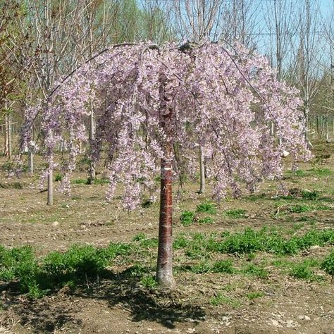 Pink Snow Showers™ - Weeping Cherry - Prunus x | Proven Winners Weeping Cherry Tree, Weeping Trees, Weeping Cherry, Pink Flowering Trees, Yard Plants, Snow Showers, Flowering Cherry Tree, Cherry Trees, Cherry Blossom Festival