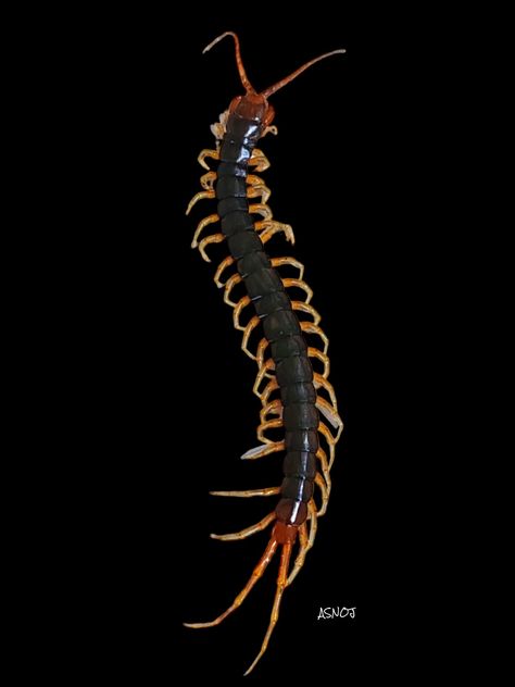 Chinese red-headed centipede - Asnoj Soroño Ponce Centipede Photography, Centipede Reference, Centipede Painting, Centipede Oc, Centipede Art, Closet Drawing, Centipede Drawing, Bug Nails, Millipedes