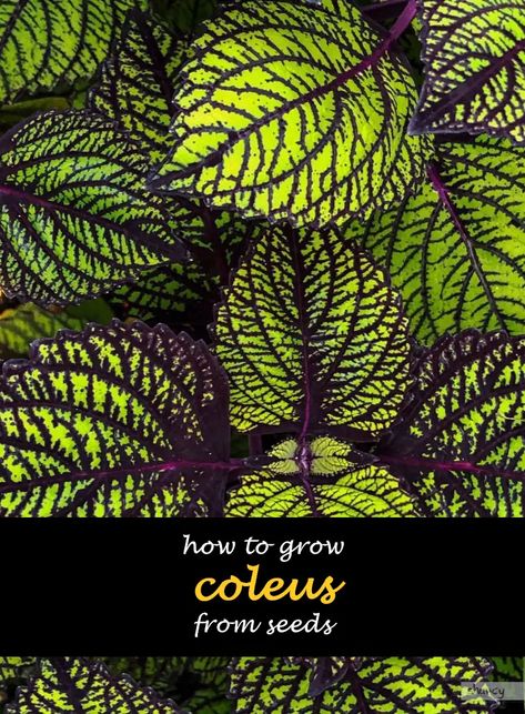 How To Grow Coleus From Seeds | ShunCy - Love the green Hardening Off Seedlings, Seed Planting, Seed Starting Mix, Starting Seeds, Starting Seeds Indoors, Insecticidal Soap, White Flies, Colorful Plants, Feminine Hygiene