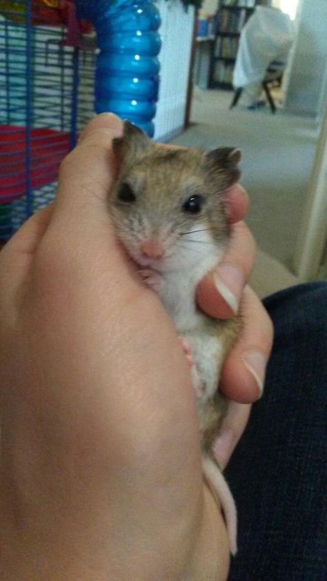 Chinese Hamster, Hamster Breeds, Hamsters, Rodents, Cute Little Animals, Cute Pictures, Espresso, Cute Animals, Pet