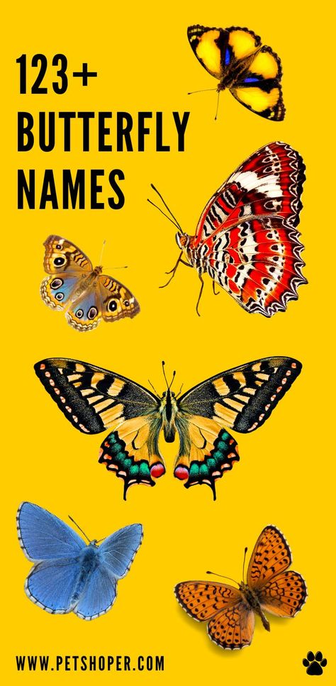 Butterfly Names Butterfly Names, Yellow Black Butterfly, Pet Butterfly, Animal Names, Butterfly Species, Morpho Butterfly, Blue Morpho, Swallowtail Butterfly, Cute Ideas