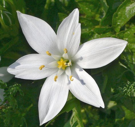 Star of Bethlehem | Flower Clematis Illustration, Clematis Fence, Clematis Drawing, Clematis Tattoo, Clematis Ideas, Star Of Bethlehem Flower, Clematis Care, Clematis Trellis, Clematis Varieties