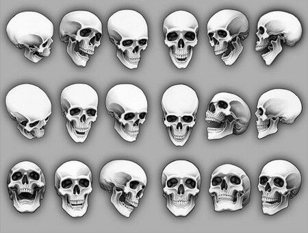 Skull Angles Skull Angles, Sideways Skull, Position Reference, Skull References, Skull Anatomy, Skull Reference, Skull Sketch, Skulls Drawing, Skull Artwork