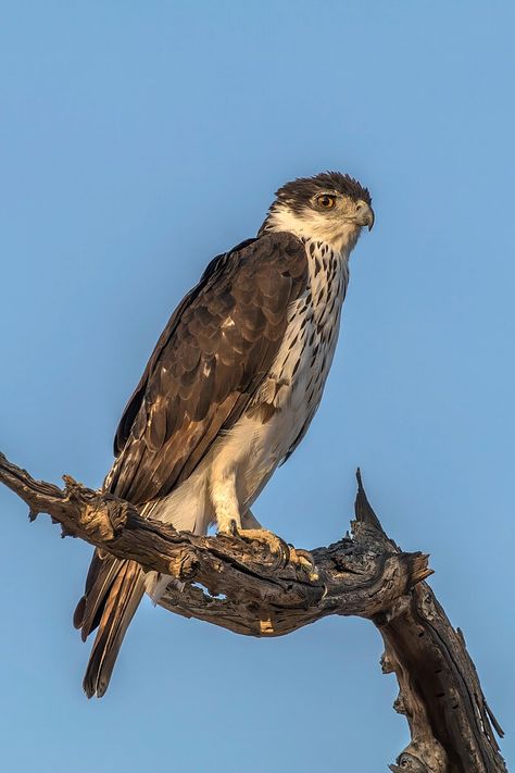 Wedge Tailed Eagle, Convergent Evolution, Hawk Eagle, Imperial Eagle, Black Eagle, Bird Hunting, Reptiles And Amphibians, Birds Of Prey, Wikimedia Commons