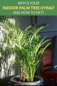 Palm Tree House Plant, Palm Tree Care Indoor, Palm Tree Plants Indoor, Palm Tree Indoor Plant, Areca Palm Care, Palm Plant Indoor, Indoor Palm Plants, Palm Plant Care, Houseplant Pests