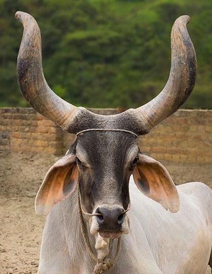 Brahma Bull, Bizarre Animals, Animals With Horns, Film Netflix, Beef Cattle, Mule Deer, Unusual Animals, Manx, Animals Of The World