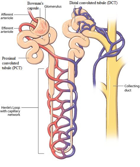 Excretory System Diagram, Biology Flashcards, The Excretory System, Human Respiratory System, Biology Diagrams, Anatomy Flashcards, Excretory System, Basic Anatomy And Physiology, Bike Sketch