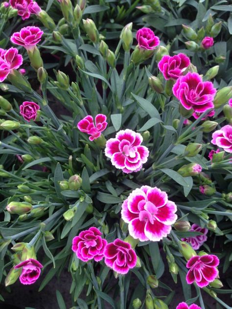 Growing Dianthus Flowers In The Garden - How To Care For Dianthus Dianthus Flowers Landscape, Dianthus Care, Dianthus Chinensis, Triangle Planter, Dianthus Perennial, Carnation Plants, Spring Flowers Garden, Pink Dianthus, Dianthus Flowers