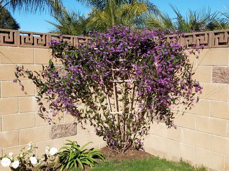 Lilac Vine, Australian Plants, Victorian Garden, Garden Solutions, Plant Images, Sun Plants, Climbing Plants, Purple Lilac, Back Garden