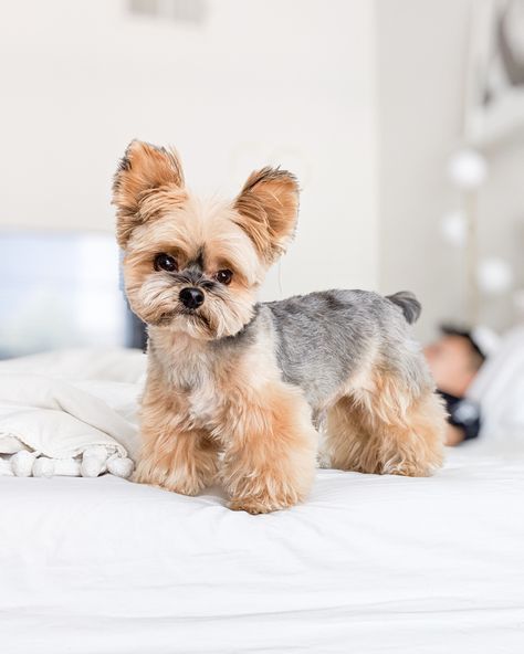 Yorker Haircut, Yorkie Haircut Teddy Bear, Yorkie Haircut, Yorkie Teddy Bear Cut, Yorkie Puppy Cut, Yorkie Puppy Haircuts, Yorkie Cuts, Yorkie Hairstyles, Yorkie Haircuts