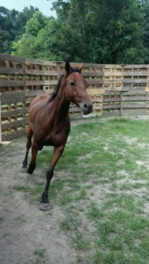 Not the prettiest but might be good for a temporary inexpensive round pen Diy Round Pen, Corral Ideas, Round Pens For Horses, Small Stable, Horse Pens, Horse Farm Ideas, Horse Braiding, Horse Room, Horse Barn Ideas Stables