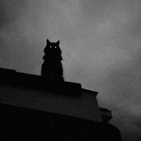 Shadow Cat Art, Cat Demon, Cat Shadow, Black Cat Aesthetic, Cat Dark, Creepy Cat, Scary Cat, Angel Cat, Cat Stories