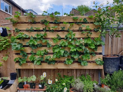 Urban Garden Project: How To Grow Strawberries Vertically — Serena Lee Grow Strawberries Vertically, Growing Strawberries Vertically, How To Grow Strawberries, Grow Strawberries, Small Urban Garden, Material Ideas, Vertical Wall Planters, Strawberry Planters, Urban Gardens