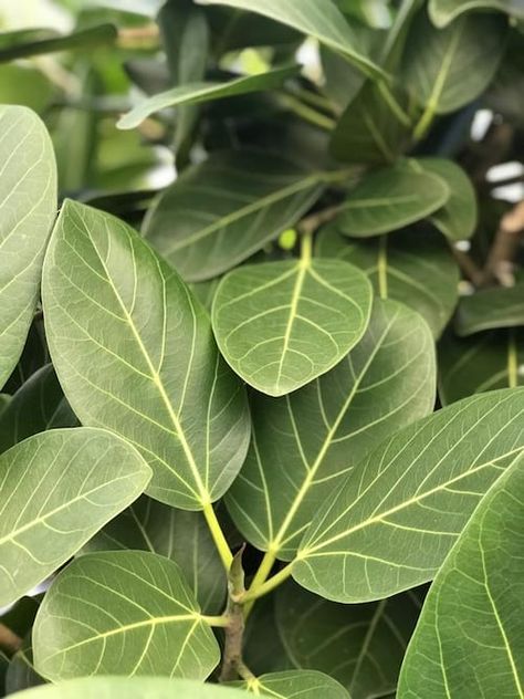 Wholesale Foliage Plant | Tropical Foliage Plants for Sale Great Indoor Plants, Ficus Benghalensis, Ficus Audrey, Easy Care Houseplants, Cool Signatures, Ficus Tree, Indoor Trees, Ficus Elastica, Tropical Foliage