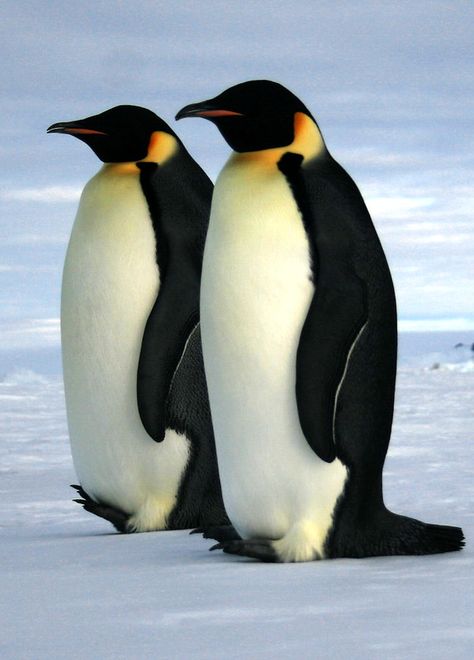 Emperor penguins | lin padgham | Flickr Adorable Penguins, Emperor Penguins, Gingerbread Ideas, Penguin Species, Penguin Love, Emperor Penguin, Flightless Bird, Arctic Animals, Cute Penguins