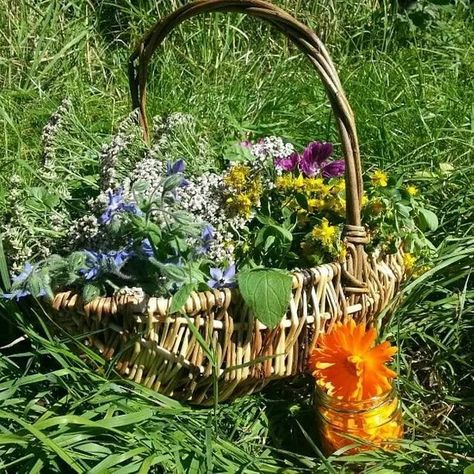 Ethnobotany (Foraging for food, herbal medicine & plant crafts) Ethnobotany Aesthetic, Foraging Aesthetic, Herbalism Aesthetic, Foraging Plants, Adventure Core, Conservation Art, Kids Workshop, Plant Crafts, Green Woodworking