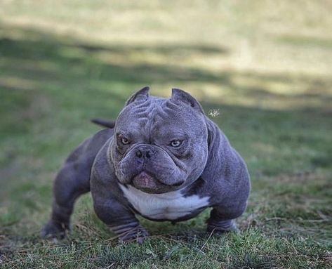 American Exotic bully on Instagram: "Tag a friend 🏷!!Follow us for more🦍!! Like 👍🏽/ Comment 💬/ Share 🔁 !! 𝐓𝐚𝐠 𝐟𝐫𝐢𝐞𝐧𝐝𝐬 𝐰𝐡𝐨 𝐰𝐨𝐮𝐥𝐝 𝐥𝐢𝐤𝐞 𝐭𝐡𝐢𝐬 🤩 ➖➖➖➖➖➖➖➖➖➖➖➖➖➖ #Exotobullies #microbully #americanbully #pocketbullys #instabullies #exoticbully #designerbully #exoticbreed #instadog #exoticamericanbully #luxurydogs #luxurypet #designerbully #exoticbullys #topbully #designerdog #exoticbullies #microbullies #exoticdog #nanobully #bapeblood #topbullies #luxurypet #explorepag Bull Terrier, Bully Blue, Exotic Bully, American Bullies, Bully Breeds Dogs, Bully Dog, Tag Friends, Luxury Pet, Bull Terriers