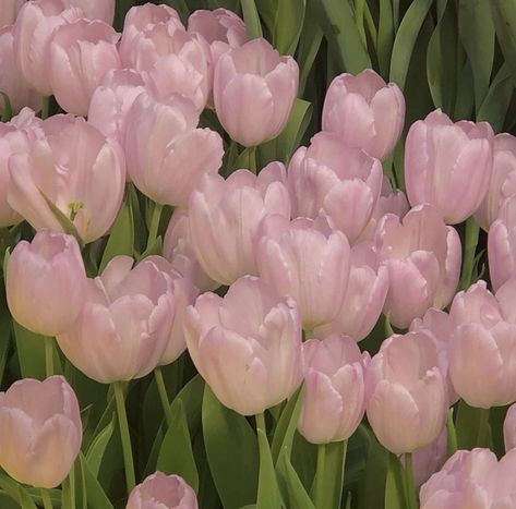 Visuell Identitet, Mia 3, Arte Inspo, Pink Tulips, Nature Aesthetic, Love Flowers, My Flower, Pink Aesthetic, Pretty Flowers