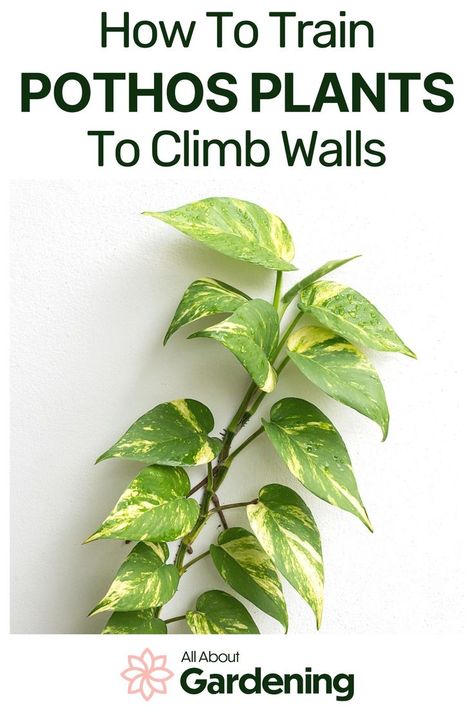 Are you trying to train your pothos plant to climb walls or a trellis? Find out from our gardening expert what you need to know! Indoor Climbing Plants Ideas, Wall Plants Indoor, Indoor Climbing Plants, Wall Climbing Plants, Climbing Plants Trellis, Pothos Plant Care, Pothos Vine, Indoor Plant Trellis, Big Indoor Plants