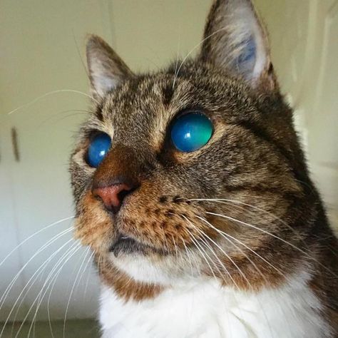 Purrfectly Wholesome Blind Cat Appreciation Collection Blind Cat, Storm Drain, Beautiful Blinds, Warrior Cat Oc, Cat Oc, Cat Reference, Senior Cat, Unique Cats, Warrior Cat